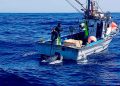 Un proyecto propone un nuevo ‘rating’ para la sostenibilidad pesquera desde Canarias