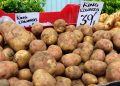 Mercado opaco de la papa en Canarias: Desplome de precios de semilla de siembra de Escocia