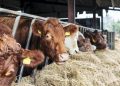 El trigo harinero anticipa encarecimiento de la logística alimentaria a Canarias