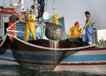 Pesca: El choco canario y la lapa negra ganan entidad frente a los sucedáneos de importación