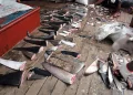 Greenpeace descubre ahora que hay pesqueros gallegos en el negocio del tiburón al sur de Canarias