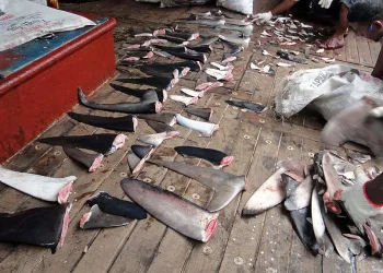 Greenpeace descubre ahora que hay pesqueros gallegos en el negocio del tiburón al sur de Canarias